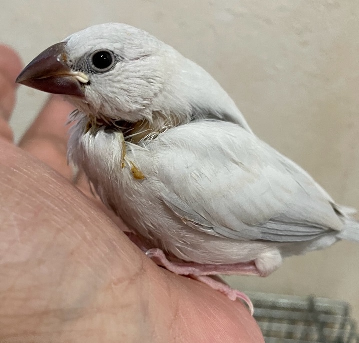 手乗り文鳥 販売のページ プラチナウルフ
